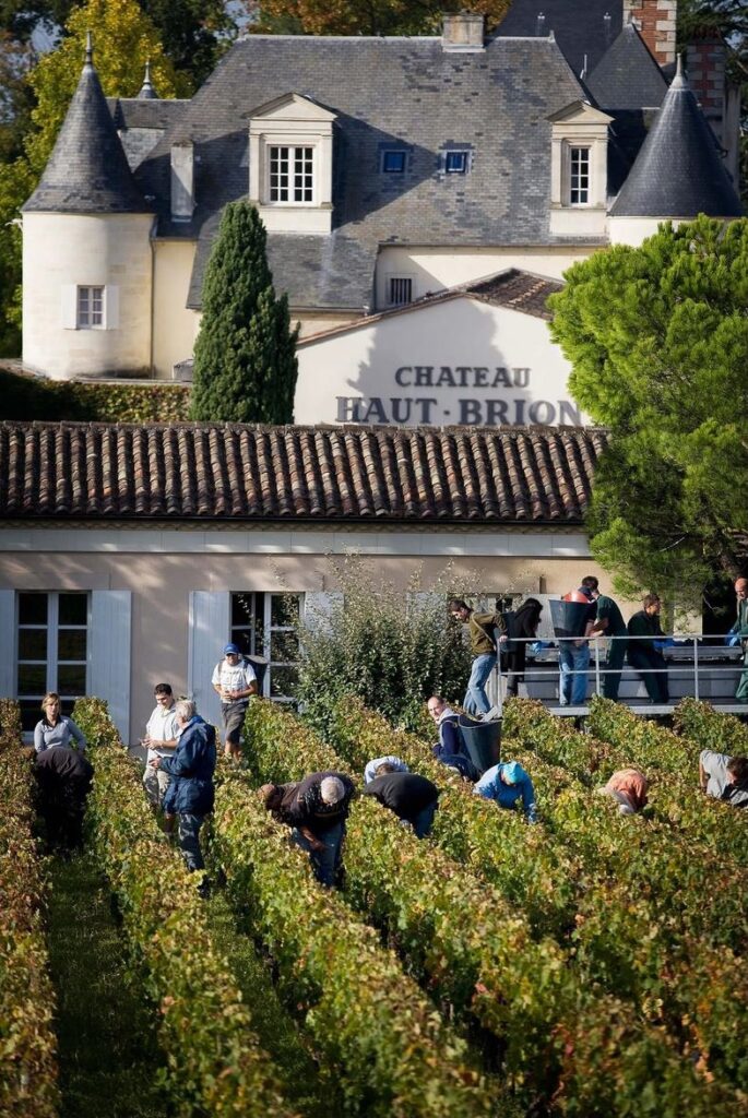 Chateau Haut-Brion i zbiory winogron